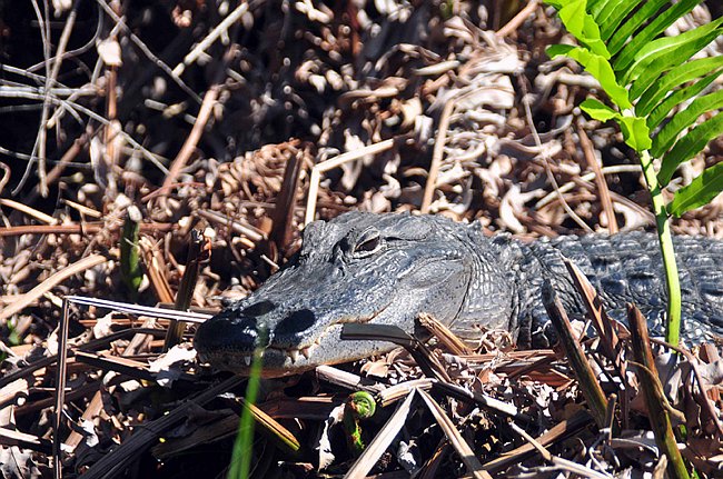 DSC_0231.JPG