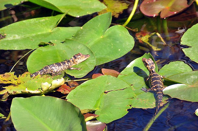 DSC_0298.JPG