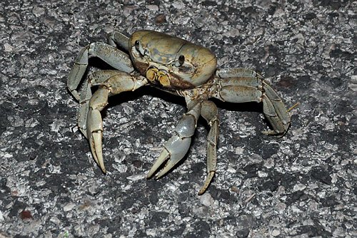 DSC_0068.JPG